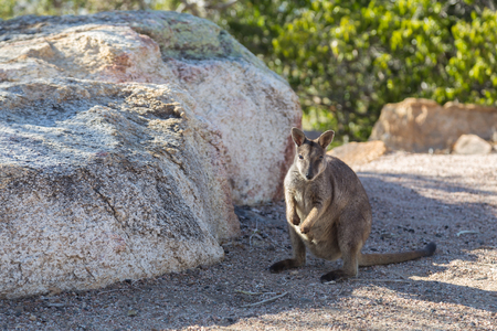 Photograph of a curious rock wallaby in Australia.の写真素材