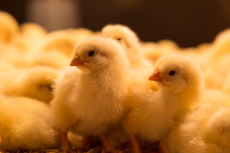 Closeup photograph of one day old chickens.の写真素材