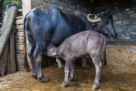 Young water buffalo suckling on a small farm in Nepal.の写真素材
