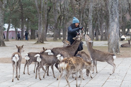 Nara, Japan - December 28, 2014: Visitor feeding tame wild deer in Nara Park.のeditorial素材