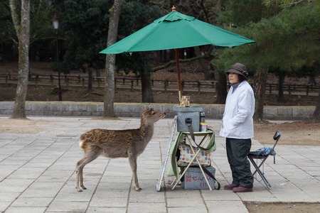 Nara, Japan - December 28, 2014: Tame deer waiting for a snack from the selling lady in Nara Park next to Todai-Ji temple.のeditorial素材