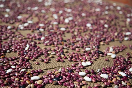 Beans drying in the sun on the Annapurna Circuit in Nepalの写真素材