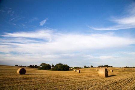 Panoramic view of hay bales on a field on the countryside in Denmarkの写真素材