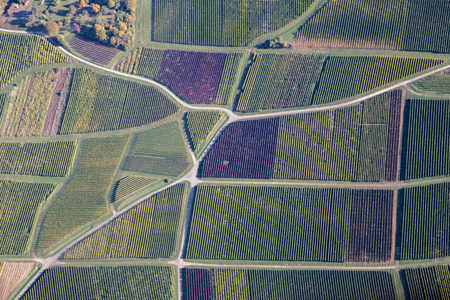 Aerial view of vineyards during autumn in Baden-Wurttemberg in Southern Germany.の写真素材