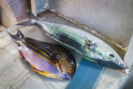 Spearfishing catchの写真素材