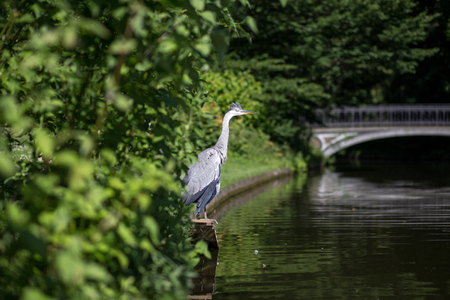 Grey Heron, Denmarkの写真素材