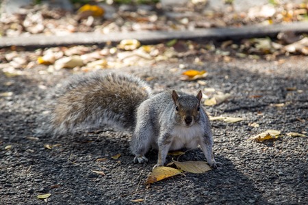 Squirrel in New York public parkの写真素材