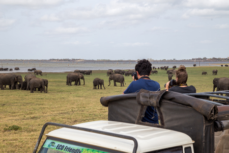 Elephant watching in Kaudulla National Park, Sri Lankaのeditorial素材