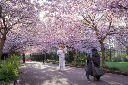 Cherry Blossom at Bispebjerg Cemetery in Copenhagenのeditorial素材