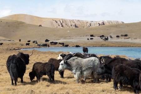 A herd of grazing yaks at Tulpar Lake close to Sary-Mogul in South Kyrgyzstan.