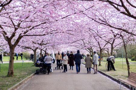 Copenhagen, Denmark - April 08, 2019: People enjoying the cherry tree blossoming at Bispebjerg...