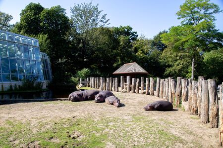 Frederiksberg, Denmark - August 25, 2019: Group of hippos in the outdoor area in Copenhagen Zoo.のeditorial素材