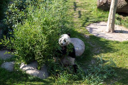 Copenhagen, Denmark - August 25, 2019: A panda in the outdoor area in Copenhagen Zooのeditorial素材