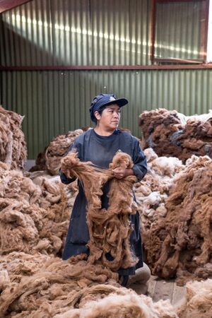 Arequipa, Peru - October 16, 2015: A woman holding alpaca fibres in a alpaca wool processing facilityのeditorial素材