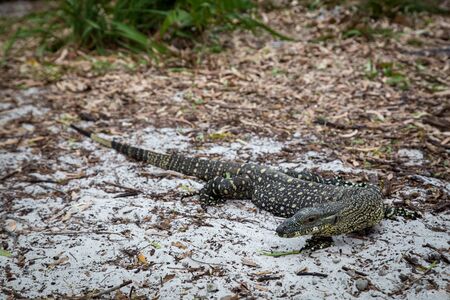 A large monitor lizard at Whithaven Beach on the Whitsunday Islands in Queensland, Australiaの写真素材