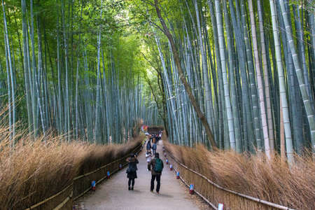 Kyoto, Japan - December 14, 2015: People at the famous Arashiyama bamboo groveのeditorial素材