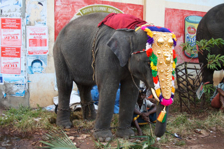 Varkala, India - February 4, 2011: Decorated elephants and people at a traditional elephant paradeのeditorial素材