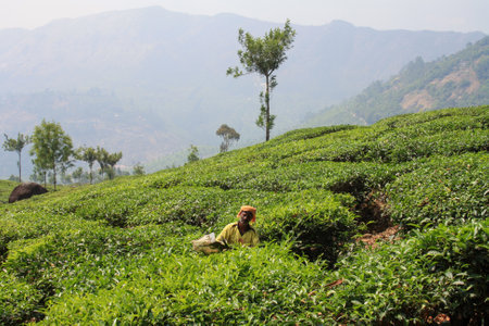 Tea Plantation Workers in Munnar, Indiaのeditorial素材