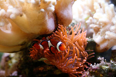 cute clownfishの写真素材
