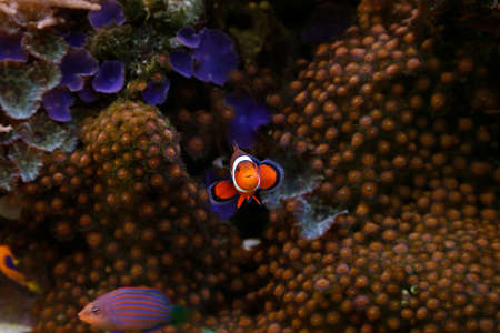 cute clownfishの写真素材