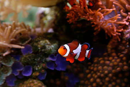 cute clownfishの写真素材