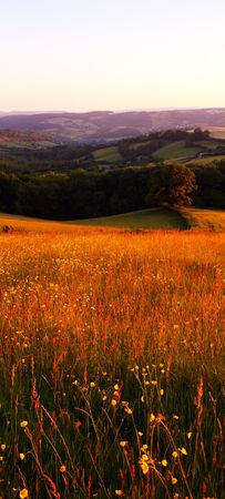 The golden hour illuminates buttercups and heathers in dartmoor national parkの写真素材