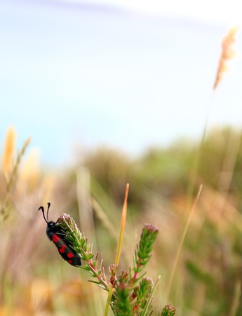 Cinnabar Moth  in the Scottish highlandsの写真素材