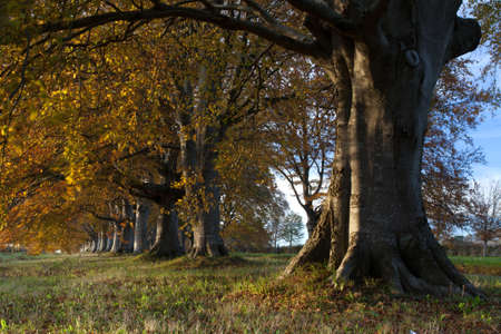 Trees lining the road to Blanford and Wimborne in Dorsetの写真素材