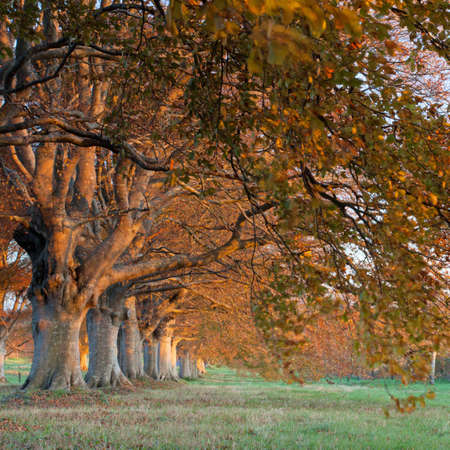 Trees lining the road to Blanford and Wimborne in Dorsetの写真素材
