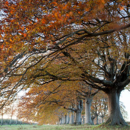 Trees lining the road to Blanford and Wimborne in Dorsetの写真素材