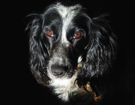 face of the dog spaniel on the black backgroundの写真素材