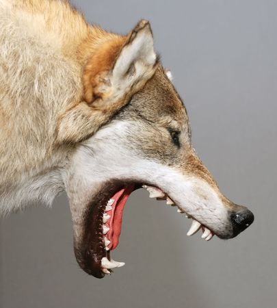 stuffed wolf head with open mouth against gray background                                    の写真素材