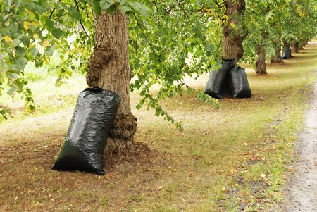 big black refue bags full of gathered waste in the park                                    