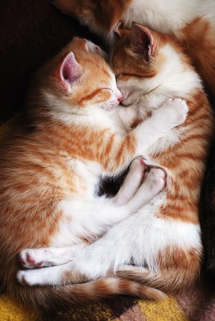 two sleeping kittens hug one anotherの写真素材