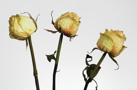 three yellow dry roses and petals over whiteの写真素材