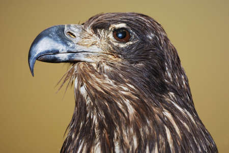closeup of  eagles head against beige background