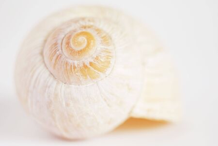 close-up of white shell over white backdropの写真素材