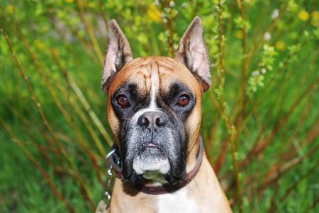 dog look at camera against green backgroundの写真素材