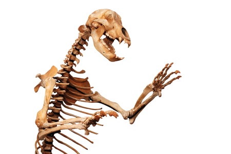 skeleton of ursus spelaeus over white background