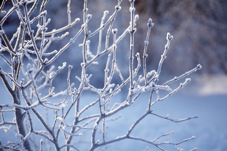 winter background, frozen branches against forest landscapeの写真素材