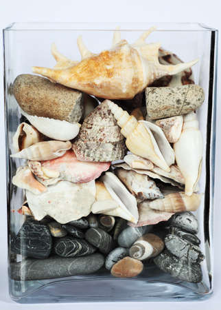 glass aquarium with shells, stones and gravel