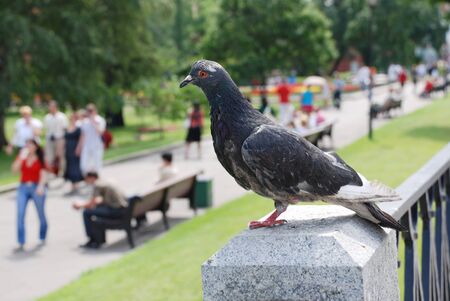 pigeon in the blurry background of Alexander Garden, Moscow, Russiaの写真素材