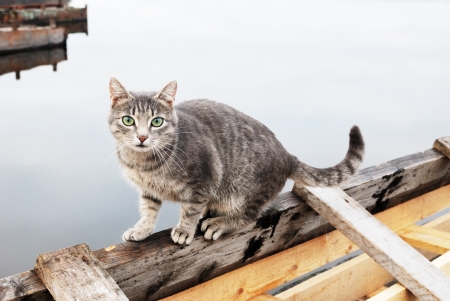 cat on a pier near the waterの写真素材