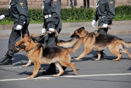 russian police with dogs walking on the streetのeditorial素材