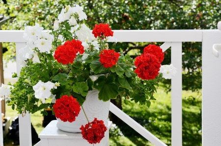 geranium flowers in white pot on the balconyの写真素材