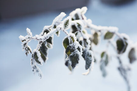 winter landscape, frozen branch with leafs against sky 