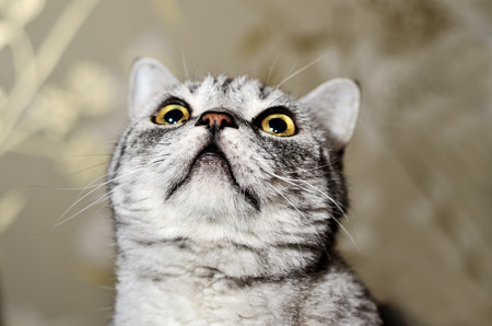 british blue cat curiously looking up against green backgroundの写真素材