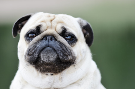 Portrait of a Pug outdoors on blure backgroundの写真素材