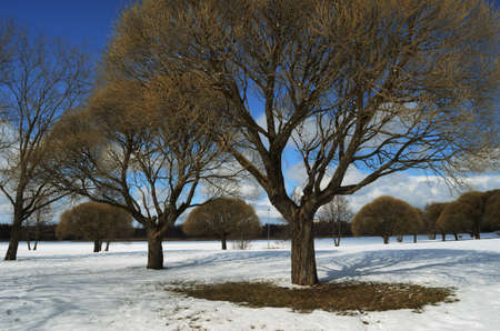 trees in the winter park, sunny day