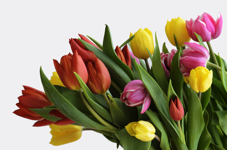 yellow, red and purple tulips on a white backgroundの写真素材